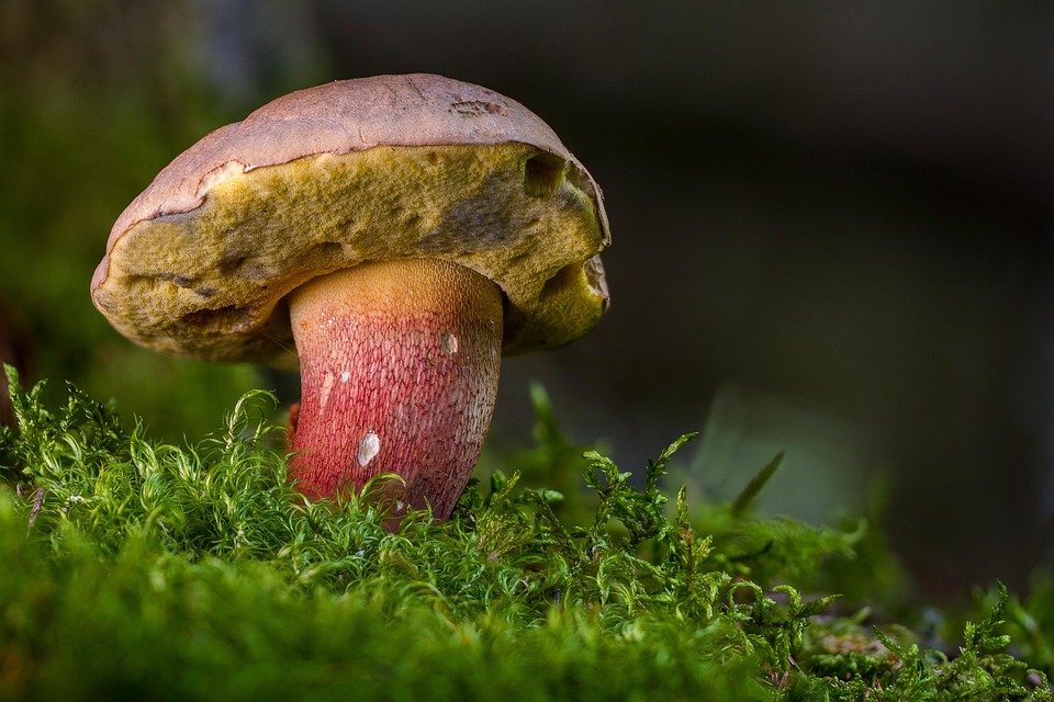immagine di copertina della pagina: Servizio di ispettorato micologico
