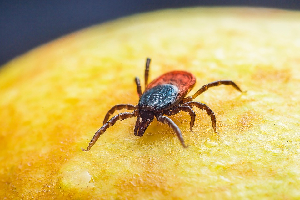 immagine di copertina della pagina: Misure di prevenzione delle punture di zecca